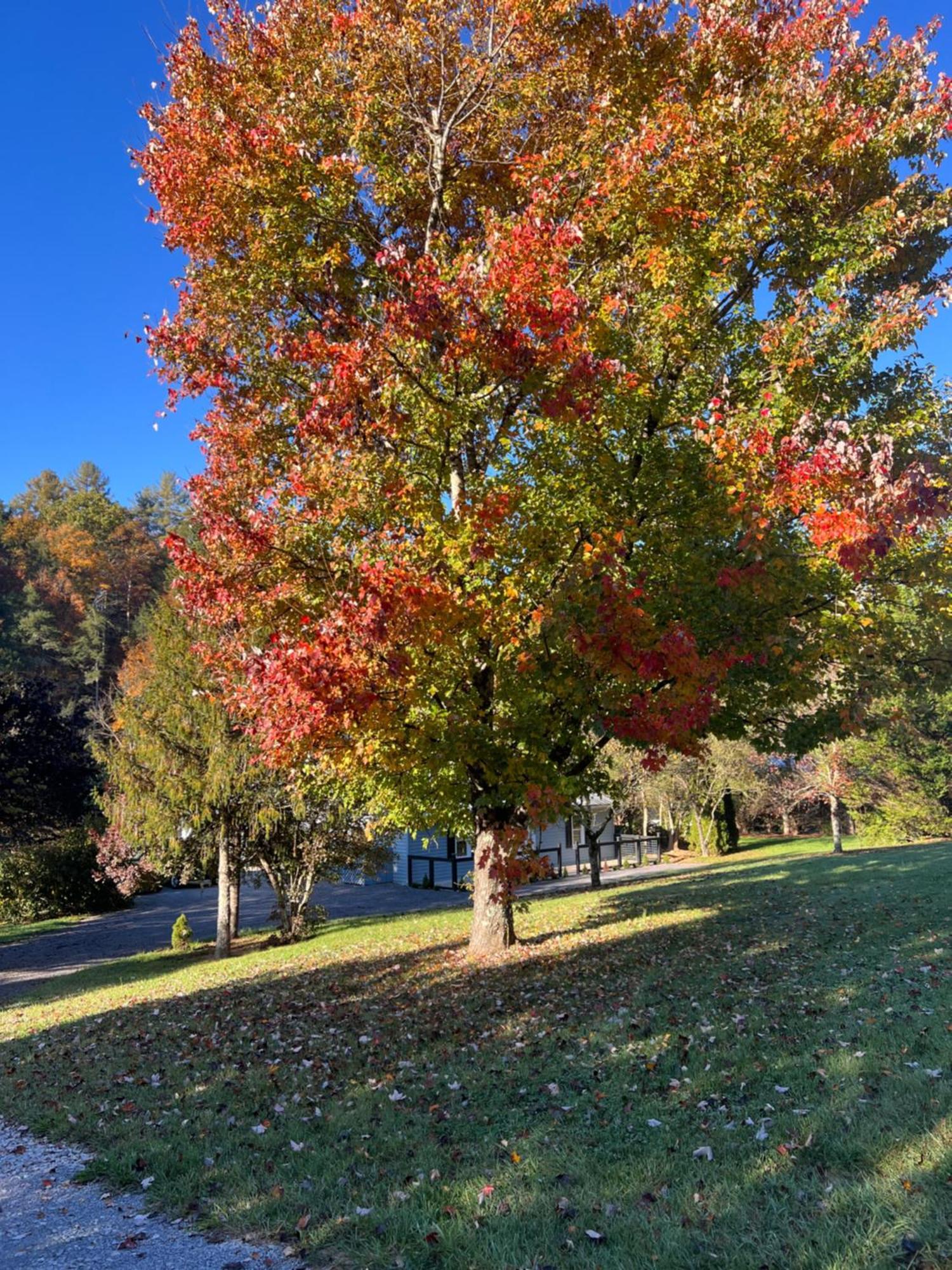 Firefly Fields 2-Acres With Guest House, Game Room, Mountain & River Views セバービル エクステリア 写真